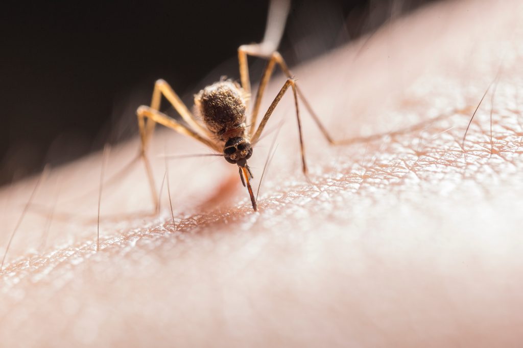 Najbrži način da umirite kožu nakon uboda komarca